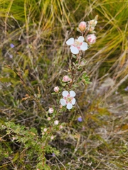 Leptospermum scoparium