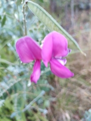 Tephrosia grandiflora