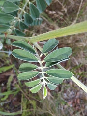 Tephrosia grandiflora