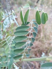 Tephrosia grandiflora