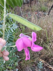 Tephrosia grandiflora
