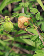 Cardiospermum grandiflorum