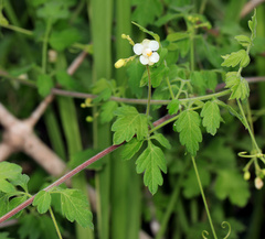Cardiospermum grandiflorum