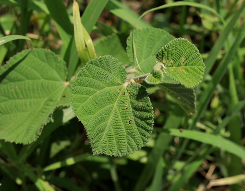 Image of Grewia villosa by (c) Wynand Uys, some rights reserved (CC BY)