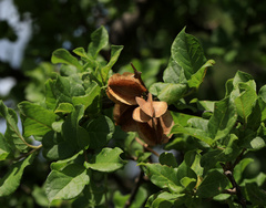 Combretum mossambicense