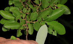 Grewia bicolor