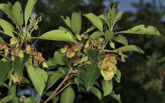 Terminalia phanerophlebia