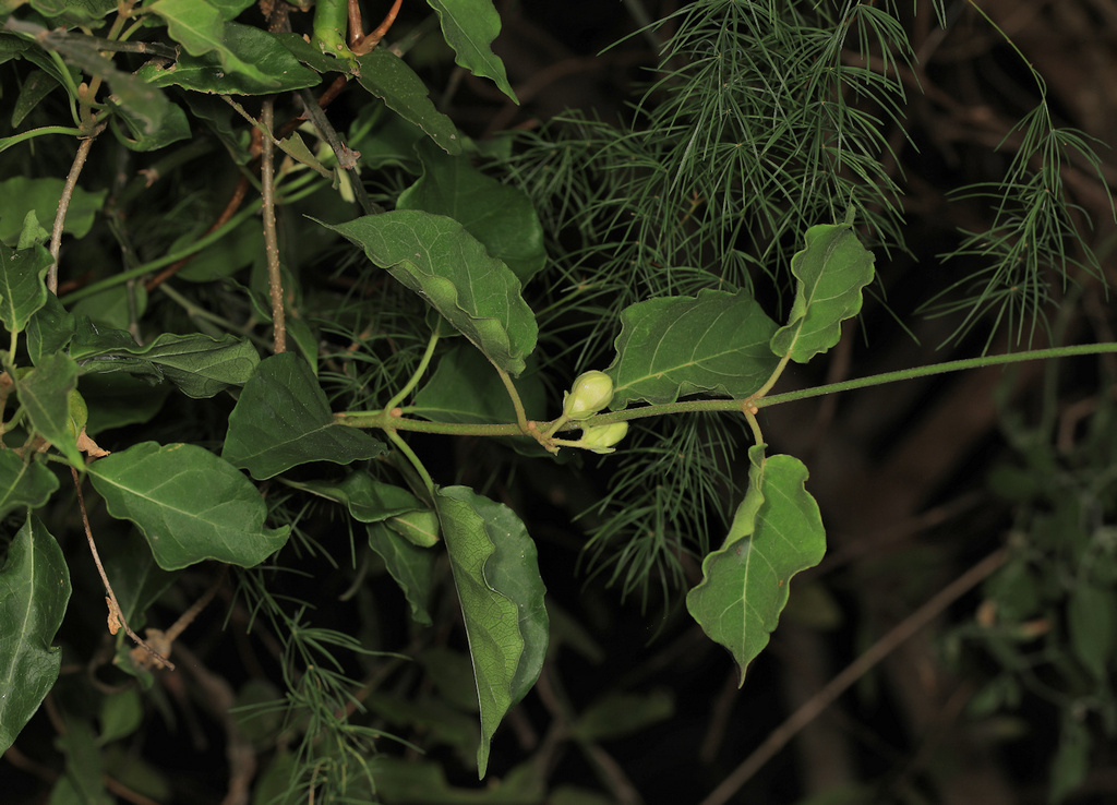 Marsdenia macrantha from Mopani Camp KNP on December 16, 2022 at 05:19 ...