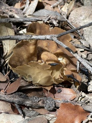 Helvella acetabulum