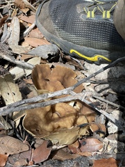 Helvella acetabulum