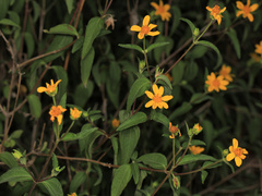 Aspilia mossambicensis