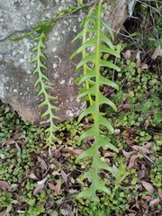 Selenicereus anthonyanus