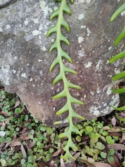 Selenicereus anthonyanus