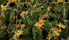 Grewia bicolor