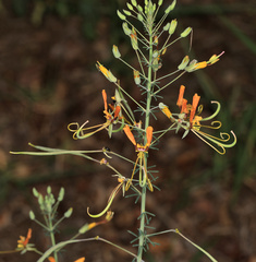 Cleome angustifolia