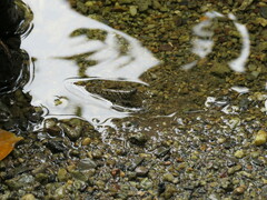 Periophthalmus argentilineatus