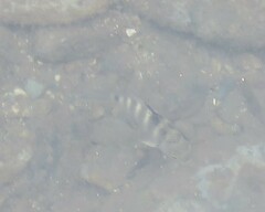 Abudefduf septemfasciatus