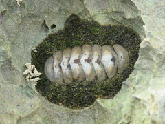 Acanthopleura gemmata