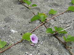 Ipomoea pes-caprae brasiliensis