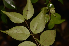 Syzygium luehmannii