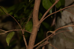 Syzygium luehmannii