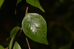 Syzygium luehmannii