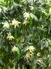 Buckinghamia ferruginiflora