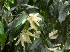 Buckinghamia ferruginiflora