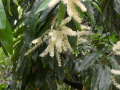 Buckinghamia ferruginiflora