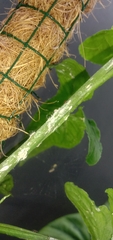 Pseudococcus