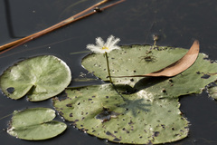 Nymphoides indica