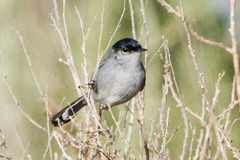 California Gnatcatcher photo 2