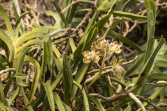 Vanda tessellata