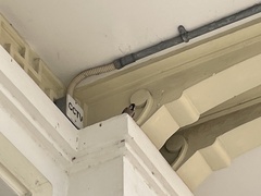 Passer montanus malaccensis