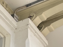 Passer montanus malaccensis