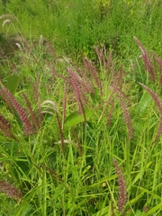 Cenchrus pedicellatus