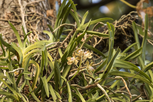 Image of Vanda tessellata by (c) Ramesh Shenai Jr., some rights reserved (CC BY)