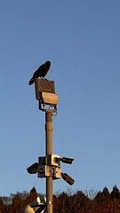 Corvus corone orientalis