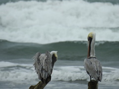 Pelecanus occidentalis