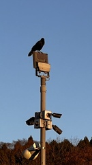 Corvus corone orientalis