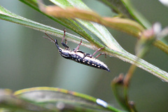 Rhinotia semipunctata