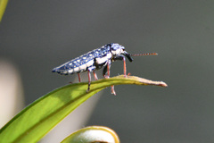 Rhinotia semipunctata