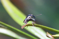 Rhinotia semipunctata