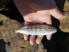 Helotes octolineatus