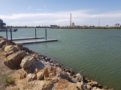 Helotes octolineatus