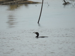 Nannopterum brasilianum