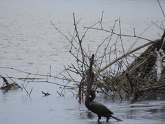Nannopterum brasilianum