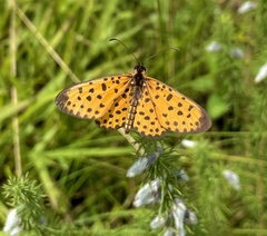 Pardopsis punctatissima