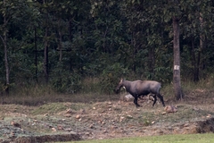 Boselaphus tragocamelus