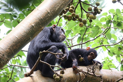 Ficus mucuso (Ficus mucuso)